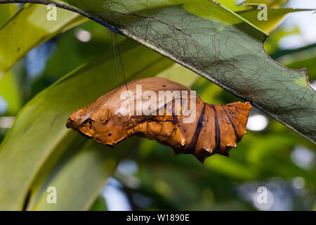 Larva di Regina Alexandras, Papilionidae Ornithoptera alexandrae, tufi, Oro, provincia di Papua Nuova Guinea Foto Stock