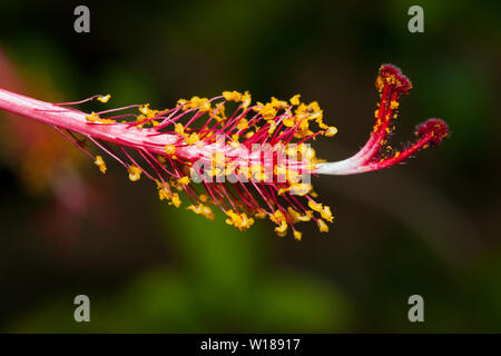 Red Hibiscus, Hibiscus sp., tufi, Oro, provincia di Papua Nuova Guinea Foto Stock