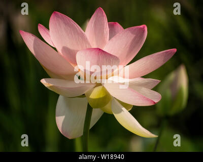 Nelumbo nucifera aka indiano o sacro lotus. Fiore rosa. Primo piano. Foto Stock