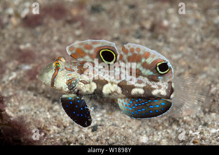 Crab-eye ghiozzo, Signigobius biocellatus, tufi, Salomone Mare, Papua Nuova Guinea Foto Stock