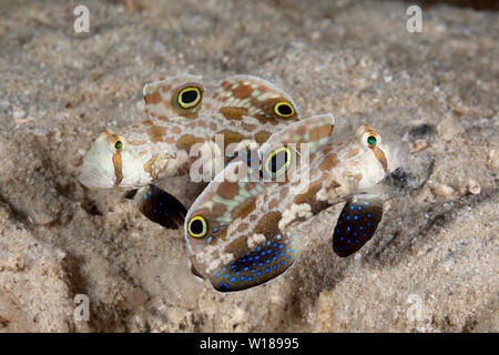 Coppia di Crab-eye ghiozzi, Signigobius biocellatus, tufi, Salomone Mare, Papua Nuova Guinea Foto Stock