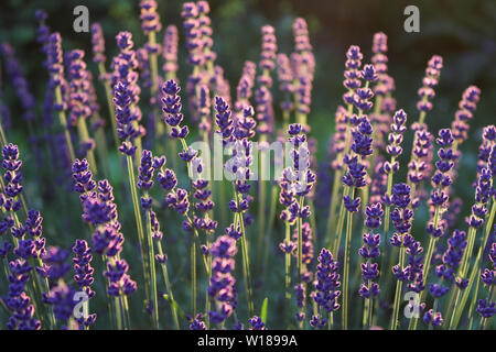 Bellissime piante di lavanda le teste dei fiori la natura dello sfondo. Il fuoco selettivo retroilluminati da una bassa sera sun. Foto Stock