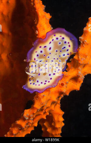 Dorid Nudibranch, Chromodoris kuniei, tufi, Salomone Mare, Papua Nuova Guinea Foto Stock