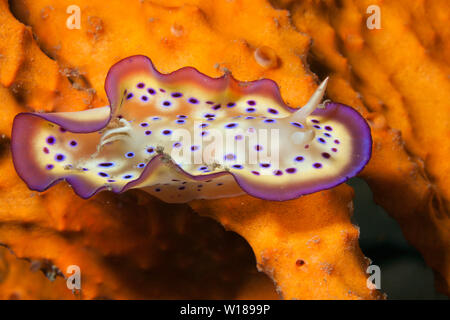 Dorid Nudibranch, Chromodoris kuniei, tufi, Salomone Mare, Papua Nuova Guinea Foto Stock