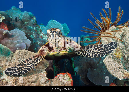 Hawksbill Tartarughe Marine, Eretmochelys imbricata, tufi, Salomone Mare, Papua Nuova Guinea Foto Stock