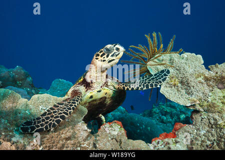 Hawksbill Tartarughe Marine, Eretmochelys imbricata, tufi, Salomone Mare, Papua Nuova Guinea Foto Stock