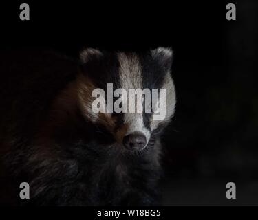 Badger (Meles meles) che si nutrono in giardino, Cheshire, Regno Unito Foto Stock