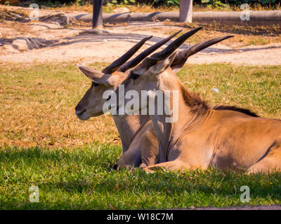 Antilopi in zoo Foto Stock