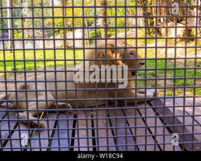 White Lion in Zoo Foto Stock