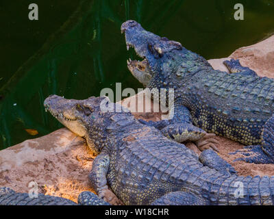 Coccodrilli in Sriracha Tiger Zoo, Pattaya, Thailandia Foto Stock