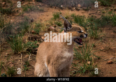 Caracal Aurata Foto Stock