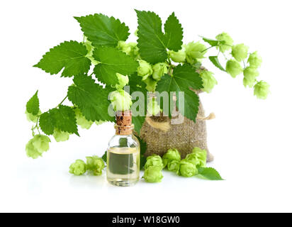 Verde fresco ramo hop (Humulus) con medicinali di estratto vegetale in una bottiglia di vetro isolato su sfondo bianco Foto Stock