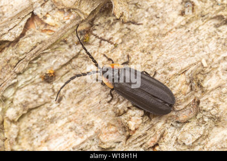 Una lucciola nero (Lucidota atra) crawl sul lato di un albero. Foto Stock