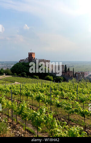 Il castello medievale e il vino Soave vigne. Soave, provincia di Verona, Veneto, Italia, Europa. Foto Stock