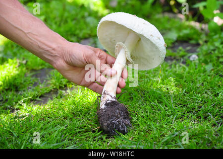 Fungo di campo fresco (distruggendo angelo) in mano Foto Stock