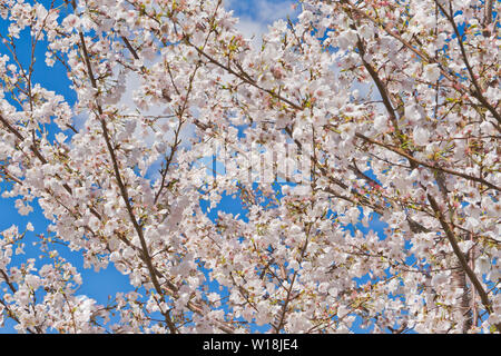 Bianco crema fioritura fiori ciliegio contro un cielo blu sullo sfondo a San Louis Forest Park su una giornata di primavera. Foto Stock