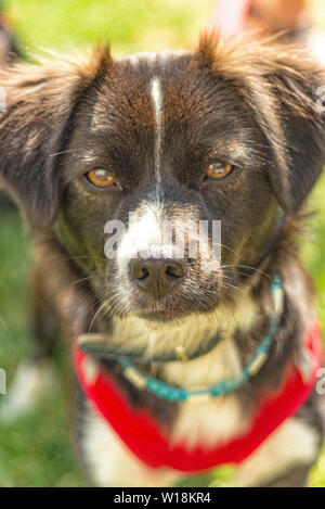 Giovane cane con orecchie floppy guarda nella telecamera Foto Stock