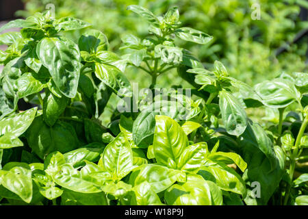 Il basilico fresco in un imprenditore agricolo di mercato all'aperto e stagionale cibo sano. Concetto di biologici, prodotti bio, bio ecologia, cresciuti da soli, veg Foto Stock