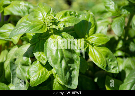 Il basilico fresco in un imprenditore agricolo di mercato all'aperto e stagionale cibo sano. Concetto di biologici, prodotti bio, bio ecologia, cresciuti da soli, veg Foto Stock