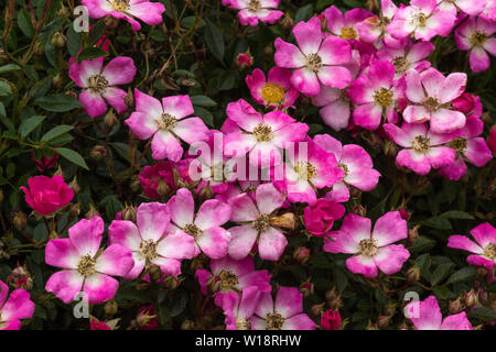 Rosa.Rose.moderno rosa ad arbusto "Ballerina.introdotto nel 1937.Masse di piccoli fiori sono prodotti per tutta l'estate. Foto Stock