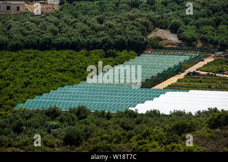 Malia, Creta, Grecia. Giugno 2019. Una panoramica di oliveti e plastica area coperta per la produzione di piante . Un giardino centrale. Foto Stock