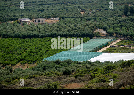 Malia, Creta, Grecia. Giugno 2019. Una panoramica di oliveti e plastica area coperta per la produzione di piante . Un giardino centrale. Foto Stock