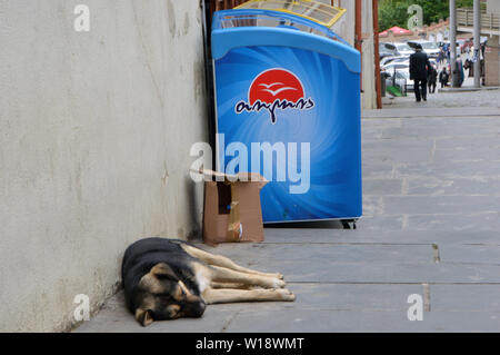 Un cane giace sul marciapiede nella storica città vecchia di Sighnaghi (Signagi) in Georgia (Kakheti), aggiunto il 21.05.2019 | Utilizzo di tutto il mondo Foto Stock