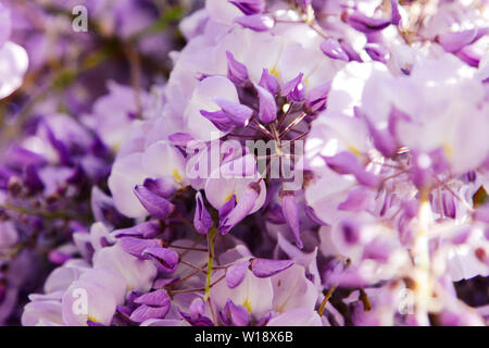 Fioritura glicine succursale in un frutteto. Natura artistica lo sfondo sfocato sfondo con fiori viola wisteria o glicina in primavera. Foto Stock