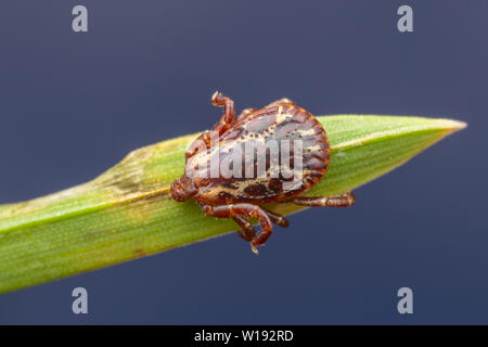 Maschio di American Dog tick (Dermacentor coenobita) Foto Stock