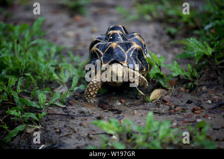 Yangon, Myanmar. 1 Luglio, 2019. Una stella di tartaruga è visto al Giardino Zoologico di Yangon, Myanmar, Luglio 1, 2019. Mandalay, Sagaing e regioni Magwe nel centro del Myanmar sono gli habitat delle specie in pericolo stella birmano di tartaruga. Si presenta a forma di stella motivi sul carapace a cupola. Credito: U Aung/Xinhua/Alamy Live News Foto Stock