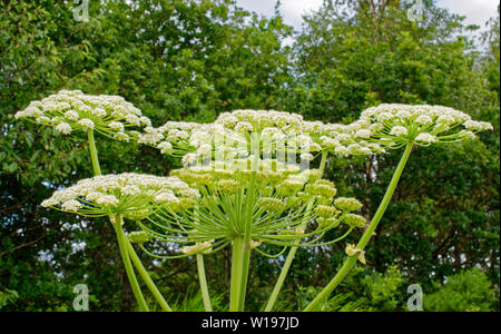 Fiume FINDHORN SCOZIA inizio estate fiori del GIANT HOGWEED Heracleum mantegazzianum Foto Stock