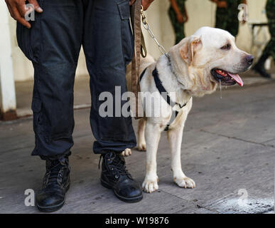 Cane di polizia nel dovere, trovando la bomba in caso. Foto Stock
