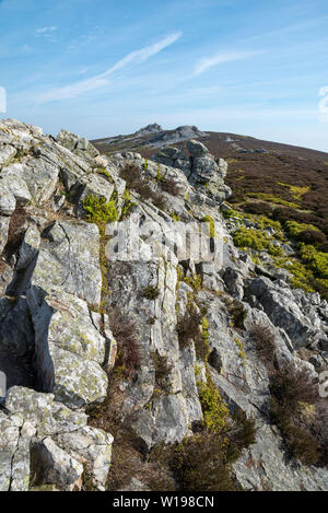 Il Stiperstones, Shropshire, Inghilterra. Vista dalla roccia di mirtillo palustre di un affioramento di quarzite sul crinale. Foto Stock