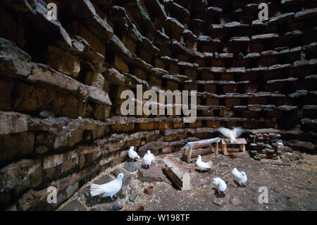 The interior of a medieval Dovecot where doves still live. Foto Stock