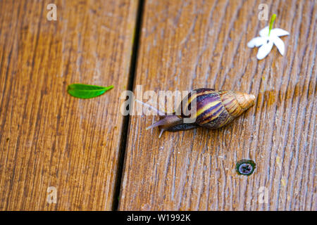 Chiudere fino poco lumaca marrone viene lentamente il movimento sul piatto di legno Foto Stock