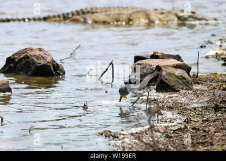 Una pavoncella bird guadare attraverso l'acqua lungo alcune rocce con un enorme coccodrillo in background in una giornata di sole Foto Stock