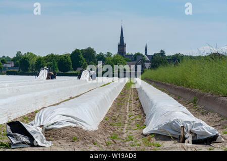 Unindefined i lavoratori provenienti dalla Polonia a lavorare sui campi di asparagi, raccolta di asparagi bianchi verdure su aziende olandesi Foto Stock