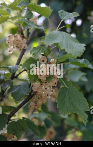 Ribes niveum ribes bianco o uva spina maturazione in giardino nel sole illumina Foto Stock