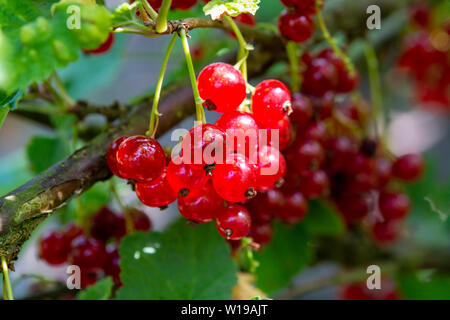 Ribes rubrum ribes o uva spina maturazione in giardino nel sole illumina Foto Stock