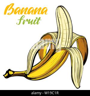 Banane frutta disegnati a mano illustrazione vettoriale schizzo a colori Illustrazione Vettoriale