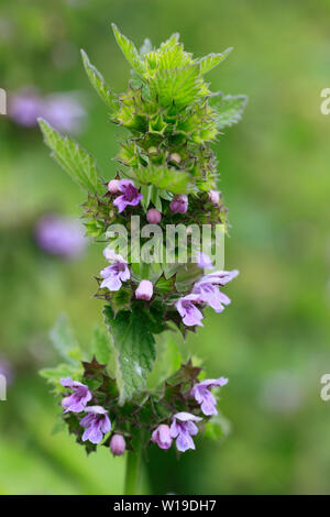 Viola Dead Ortica Lamium purpureum. Foto Stock