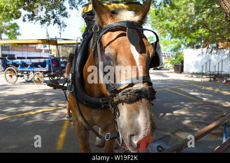 Cavallo e Carrozza lavora per gite turistiche, ventole per raffreddare i cavalli, abbondanza di acqua di balneazione personali di cavalli, maneggio, aprire porte, visitatori benvenuti Foto Stock