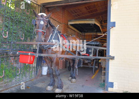 Cavallo e Carrozza lavora per gite turistiche, ventole per raffreddare i cavalli, abbondanza di acqua di balneazione personali di cavalli, maneggio, aprire porte, visitatori benvenuti Foto Stock