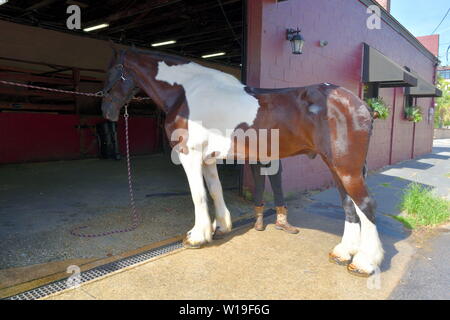 Cavallo e Carrozza lavora per gite turistiche, ventole per raffreddare i cavalli, abbondanza di acqua di balneazione personali di cavalli, maneggio, aprire porte, visitatori benvenuti Foto Stock