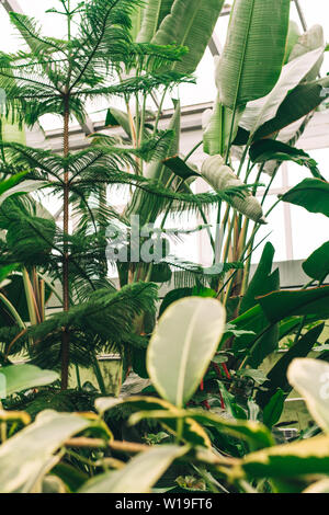Closed greenhouse with dark green plants against the windows in the floor. Jungle plants in a tropical greenhouse. Foto Stock