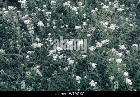Nel prato tra l'erba cresce di piante medicinali achillea, Achillea millefolium. Esso ha un emostatico, anti-infiammatoria, effetto battericida. Foto Stock