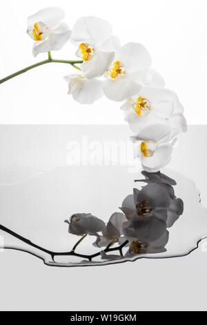 Orchid ramoscello con fiori di colore bianco. Fiori di orchidea che riflette in una pozza d'acqua. Sfondo con fiori di orchidea e un interessante riflessione. Foto Stock