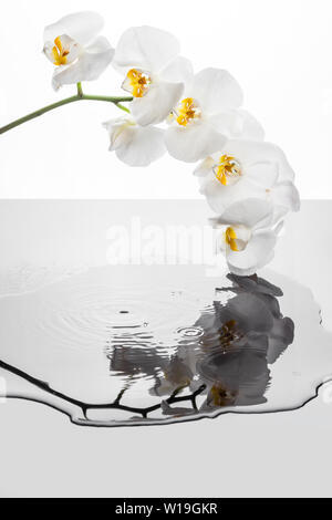 Fiori di orchidea bianchi riflettendo eis nella pozza ondulante. Orchid e gocce di cadere nell'acqua. Sfondo con fiori di orchidea. Foto Stock