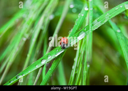 Ladybug sull'erba con gocce Foto Stock