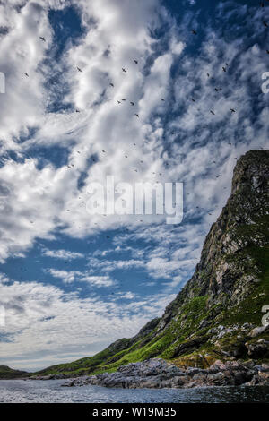 Bleiksøya birdcliff, Bleik, Andenes, Vesteralen, Andoya, Norvegia. Foto Stock